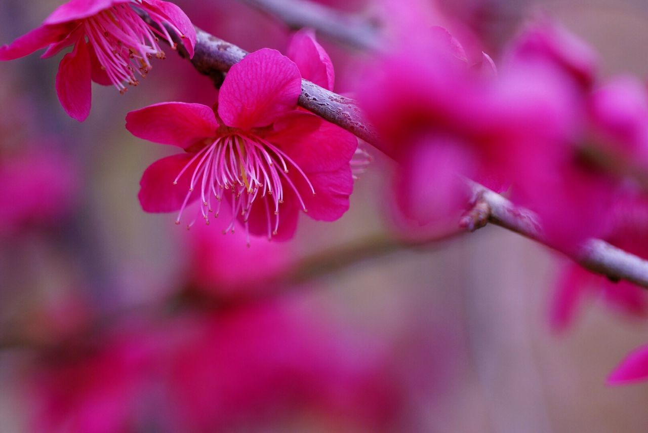 flower, freshness, pink color, growth, focus on foreground, fragility, close-up, beauty in nature, branch, nature, petal, twig, pink, selective focus, bud, blossom, stem, blooming, flower head, in bloom