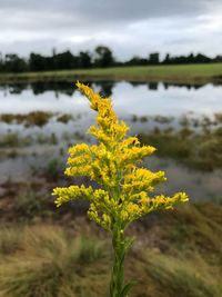 Close-up of yellow flowering plant on land