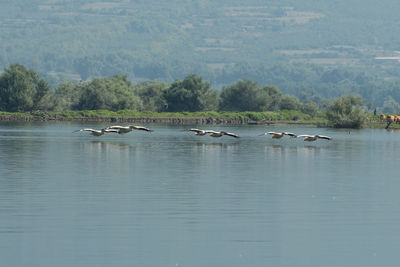 Ducks in a lake