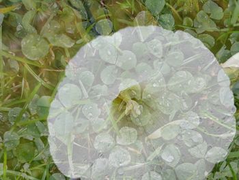 High angle view of wet leaf on plant