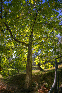 Trees in forest