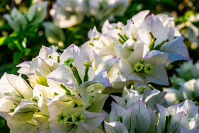 Close-up of white flowering plants