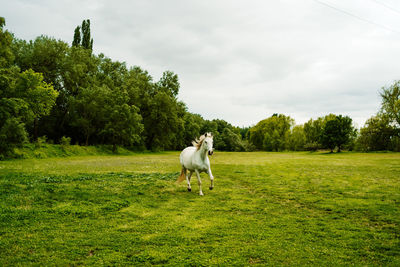 Gray horse galloping along green meadow in natural habitat under cloudy sky in summer