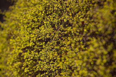 Close-up of yellow tree