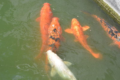 High angle view of koi carps swimming in sea