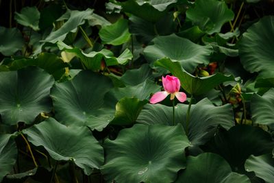 Close-up of pink lotus water lily