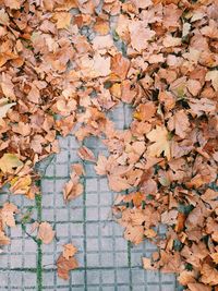 Full frame shot of dry maple leaves