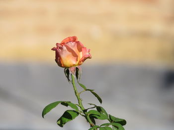 Close-up of rose plant