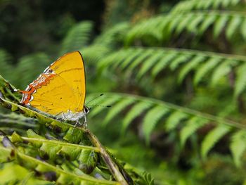 Close-up of butterfly on leaves