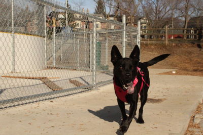 Portrait of black dog