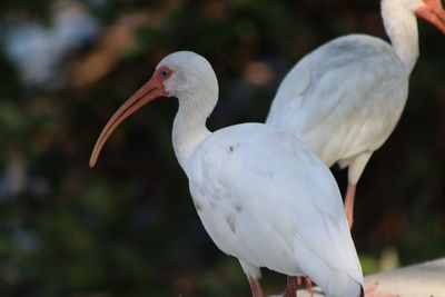 Close-up of birds perching