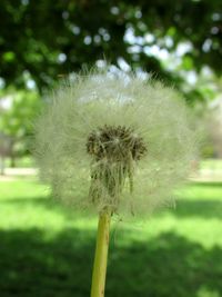 Close-up of dandelion