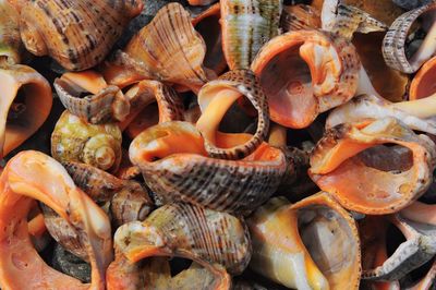 Close-up of seashells