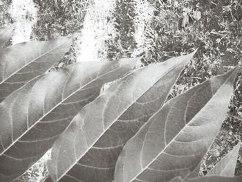 Plants growing in water