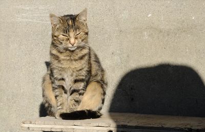 Tabby cat sitting outdoors