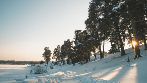 Trees on snow covered field against sky