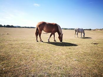 Horses on a field