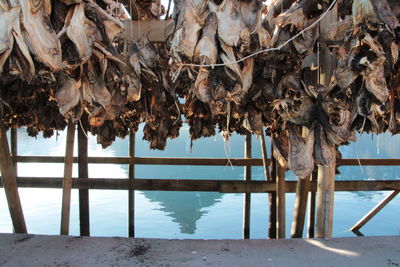 Fish drying over pier against sea