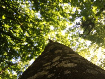 Low angle view of trees growing in forest