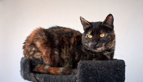 Close-up of cat looking away against white background