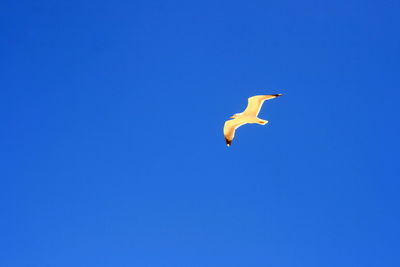 Low angle view of birds flying against blue sky