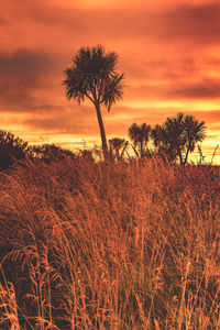 Silhouette trees on field against romantic sky at sunset