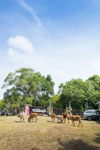 Sheep grazing on field