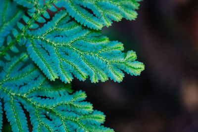 Close-up of fern leaves