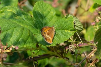 Close-up of butterfly pollinating flower