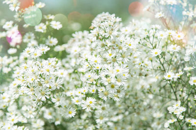 Close-up of white flowering plants on field