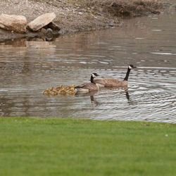 Ducks in lake