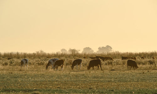 Cows grazing in