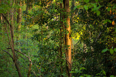 Bamboo trees in forest