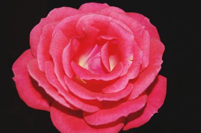 Close-up of pink rose against black background