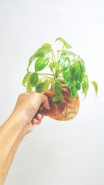 Close-up of hand holding plant against white background