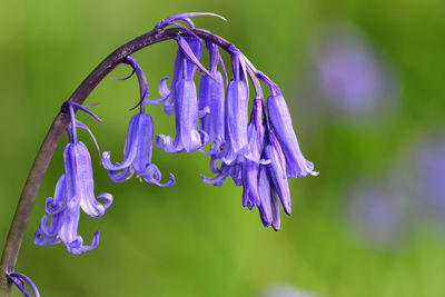 Close-up of purple flowering plant