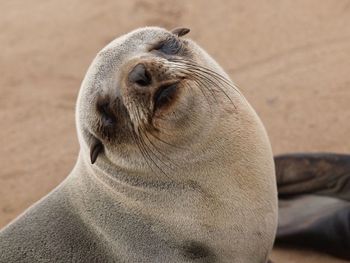 Close-up of sea lion on sand