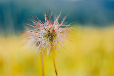 Close-up of dandelion on plant