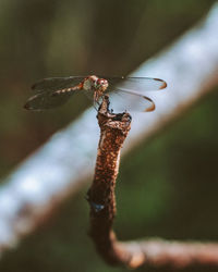 Close-up of insect on plant