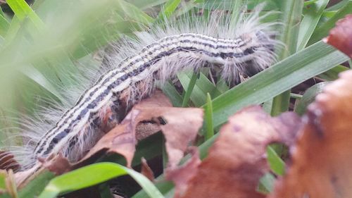 Close-up of lizard on plant