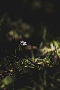 Close-up of white flowering plant on field