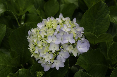 Close-up of fresh white hydrangeas in park