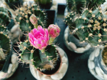 Close-up of pink cactus plant