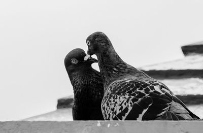 Close-up of birds against clear sky