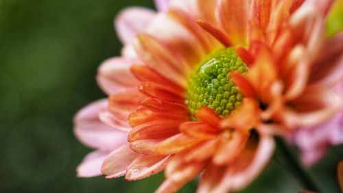 Close-up of orange flower