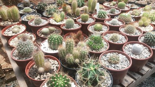 High angle view of potted plants