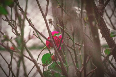 Pink flowers blooming in park