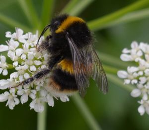 Close-up of honey bee on flower