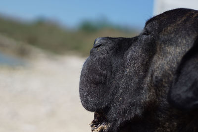 Close-up of cane corso on sunny day