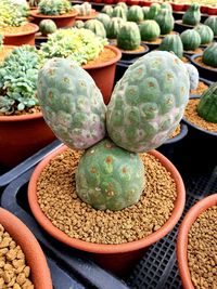 High angle view of succulent plant in market